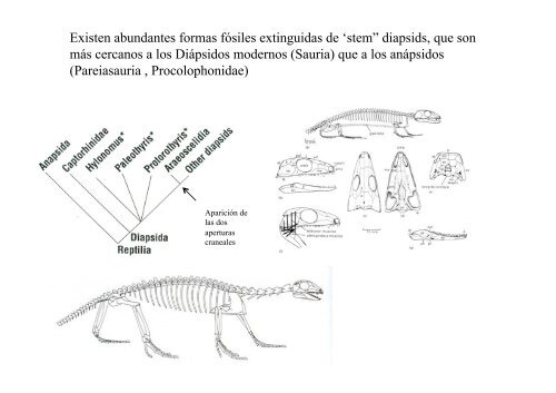 Origen de los amniotos y evolución de los Reptiles