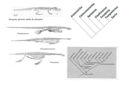 Origen de los amniotos y evolución de los Reptiles