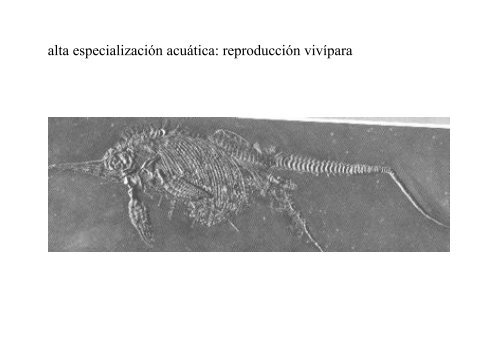 Origen de los amniotos y evolución de los Reptiles