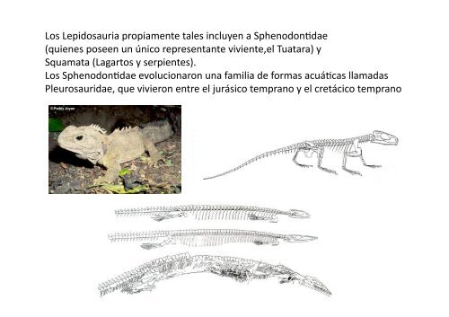 Origen de los amniotos y evolución de los Reptiles