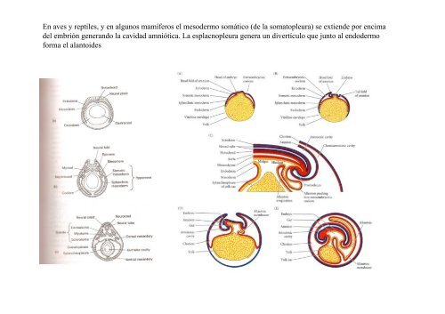 Origen de los amniotos y evolución de los Reptiles