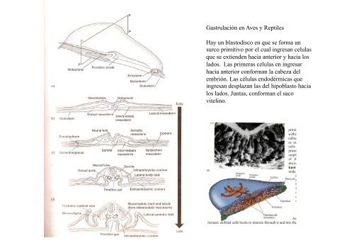 Origen de los amniotos y evolución de los Reptiles