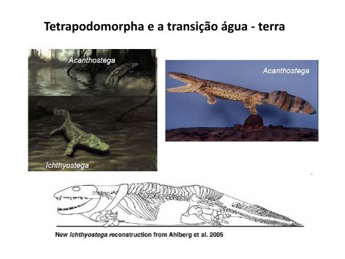 Sarcopterygii. Origem e diversificação de Tetrapoda - UniFOA