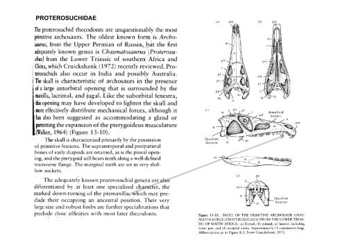 Origen de Archosauria y evolución de los Crurotarsi