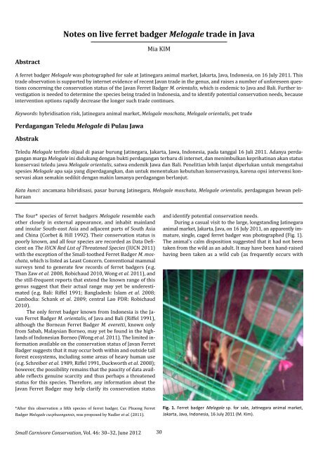 Notes On Live Ferret Badger Melogale Trade In Java Small
