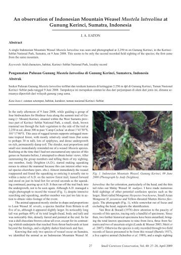 An observation of Indonesian Mountain Weasel Mustela lutreolina at ...