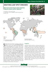 Sigatoka leaf spot diseases of bananas: black leaf streak ... - Musalit