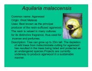 Aquilaria malaccensis - National Parks Board