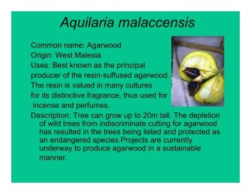 Aquilaria malaccensis - National Parks Board