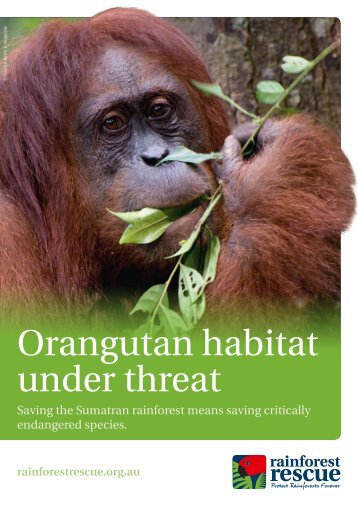 Orangutan habitat under threat - Rainforest Rescue