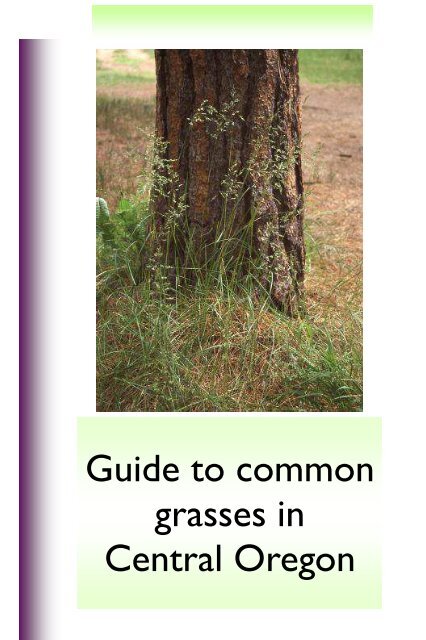 Guide to common grasses in Central Oregon - Oregon State ...