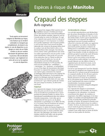 Crapaud des steppes