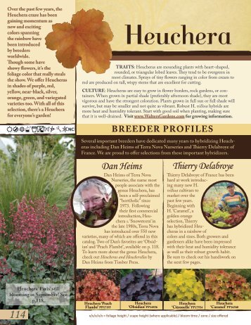 Heuchera-Hibiscus - Proven Winners