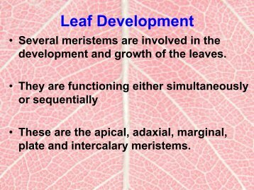 Leaf Development - Plant Ontology Wiki