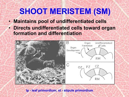 Leaf Development - Plant Ontology Wiki