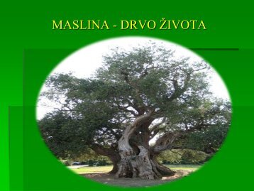 maslina - drvo ţivota