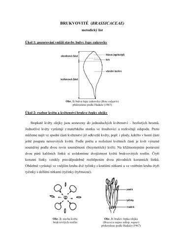 BRUKVOVITÉ (BRASSICACEAE)