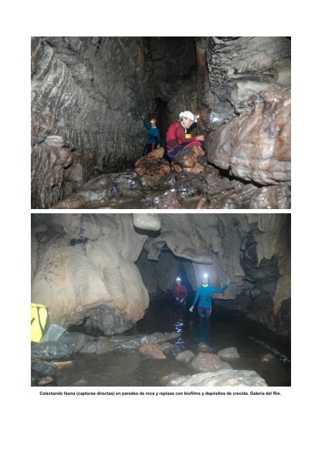 Cueva Grande de Anton Göering Ecología, Biomasa y - Aranzadi