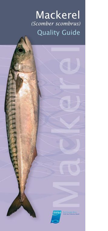 Mackerel - Bord Iascaigh Mhara