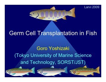 Germ Cell Transplantation in Fish p