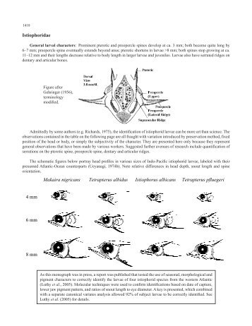 Istiophoridae Makaira nigricans Tetrapterus albidus Istiophorus ...