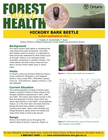 Hickory bark beetle (Scolytus quadrispinosus (Say.)) L. Tucker