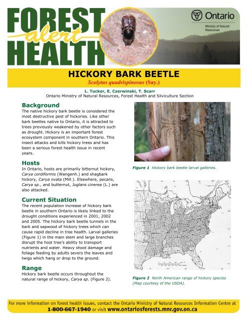 Hickory bark beetle (Scolytus quadrispinosus (Say.)) L. Tucker