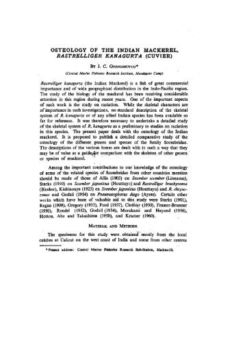 osteology of the indian mackerel, rastrelliger kanagurta (cuvier)