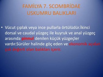 FAMİLYA 7. SCOMBRİDAE USKUMRU BALIKLARI - BiyoAkademi