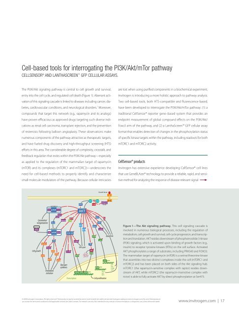 Cell-based tools for interrogating the pI3K/Akt/mTor pathway