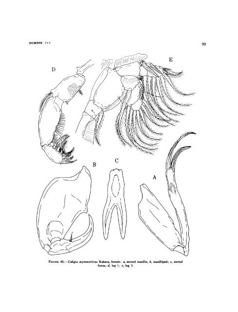 Parasitic Copepods of Mackerel - and Tuna-like Fishes (Scombridae ...
