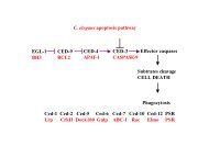 C. elegans apoptosis pathway EGL-1 BH3 CED-9 BCL2 ... - DMBR