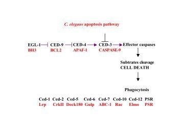 C. elegans apoptosis pathway EGL-1 BH3 CED-9 BCL2 ... - DMBR