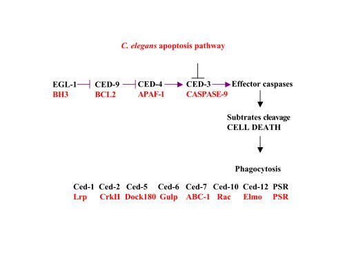 C. elegans apoptosis pathway EGL-1 BH3 CED-9 BCL2 ... - DMBR