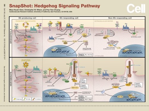SnapShot: Hedgehog Signaling Pathway - Cardiovascular ...