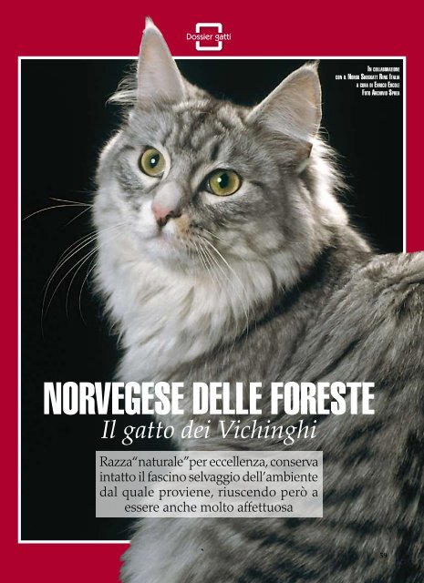 Dossier sul "Norvegese delle Foreste" - norskitalia