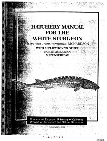 ,~WHITE STURGEON " ~ - CALFED Bay-Delta Program