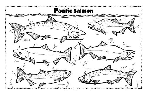 The Pacific Salmon and Steelhead Coloring Book - U.S. Fish and ...