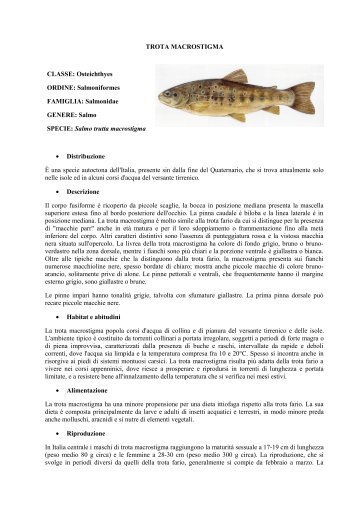 TROTA MACROSTIGMA.pdf - Home | Ufficio Pesca della Provincia ...