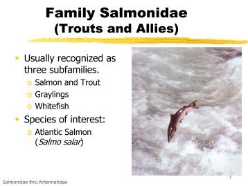 Salmonidae, etc.