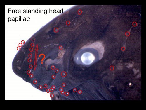 Octavo-lateralis system