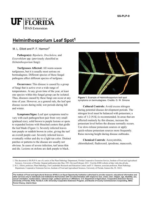 Helminthosporium Leaf Spot - EDIS - University of Florida