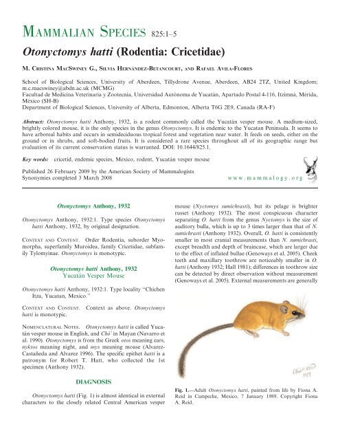 Otonyctomys hatti (Rodentia: Cricetidae) MAMMALIAN ... - BioOne