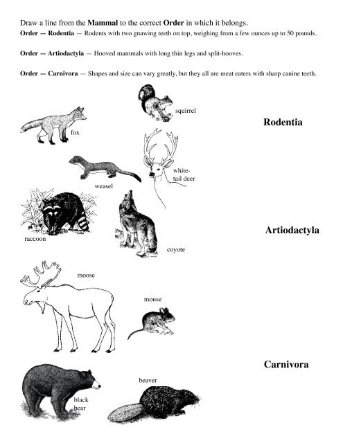 Rodentia Artiodactyla Carnivora