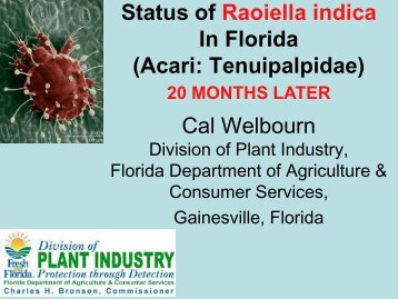 Status of Raoiella indica In Florida (Acari: Tenuipalpidae) Cal ...