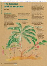 The banana and its relatives - Musalit