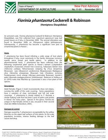 Fiorinia phantasma - Hawaii Department of Agriculture - Hawaii.gov