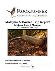 Malaysia & Borneo Trip Report - Rockjumper Birding Tours