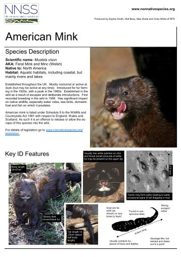 American Mink (Mustela vison)