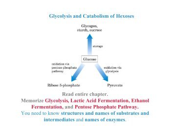 Glycolysis and Catabolism of Hexoses Read entire chapter ...